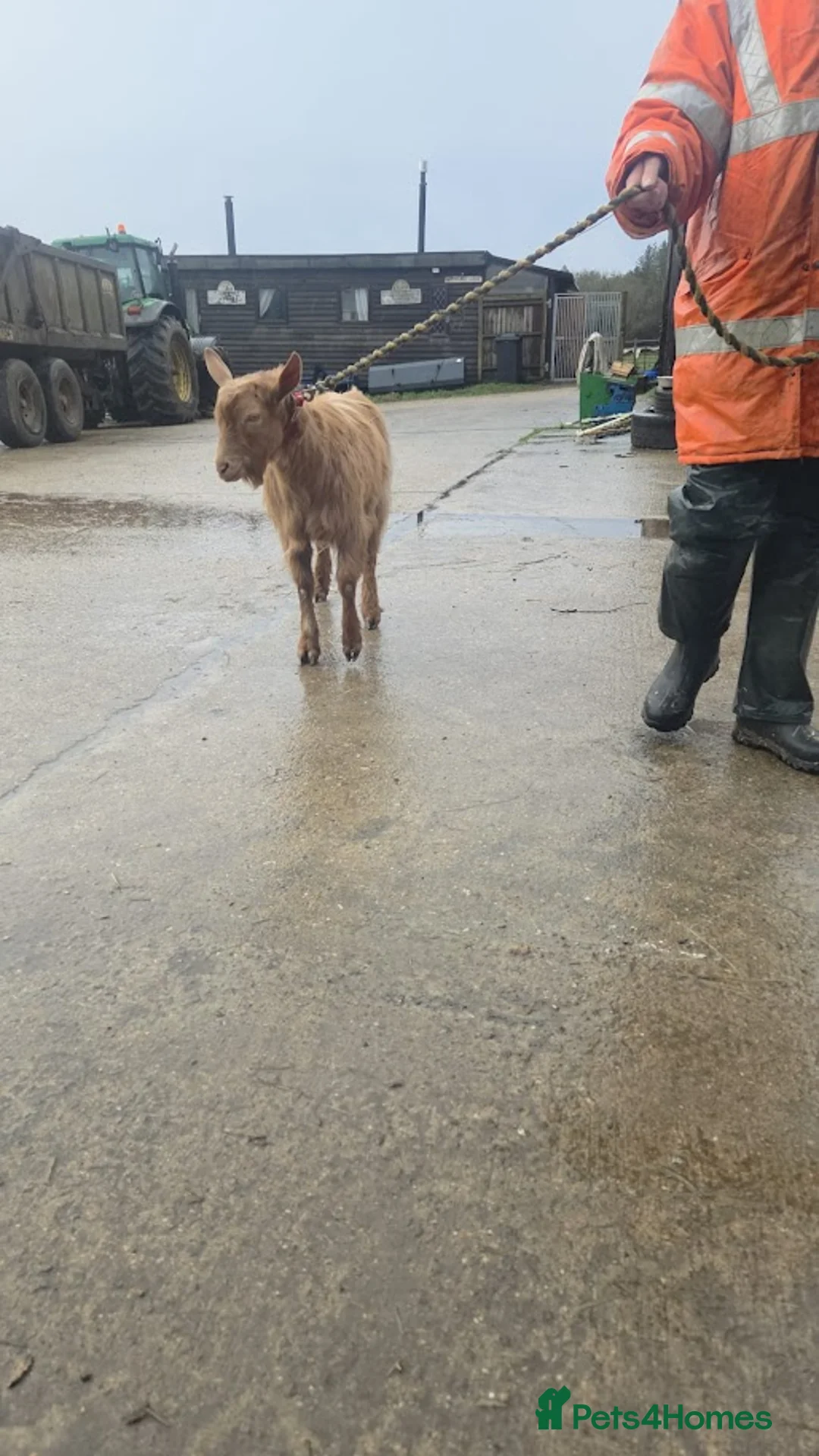 Goats livestock for sale: Royal Golden Guernsey  - Advert 3