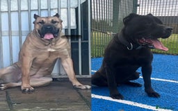 Presa Canario dogs for sale: Presa pups  - Image 7