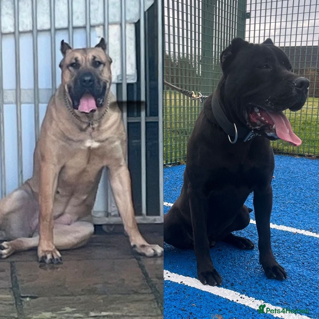 Presa Canario dogs for sale: Presa pups  - Image 7