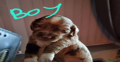 Mixed Breed dogs - Advert 15