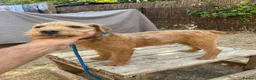 Lakeland Terrier dogs for sale: Male Lakeland terrier in Wantage - Advert 4