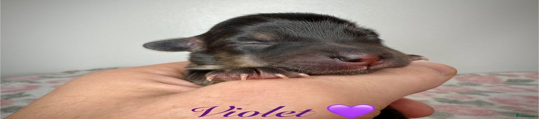Violet 💜