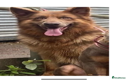 German Shepherd dogs for sale: German Shepherds  - Image 10
