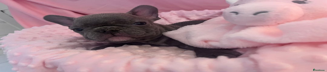 French Bulldog Puppy 4