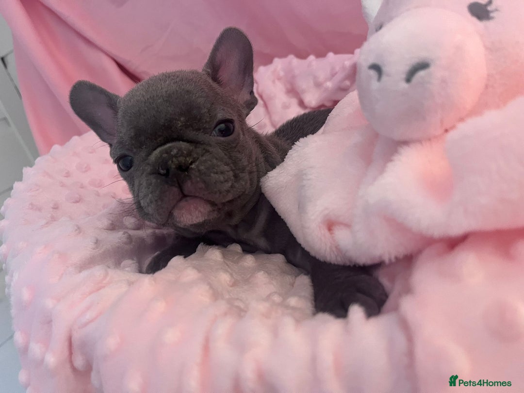 French Bulldog dogs for sale: French buldogs - Image 11