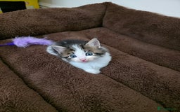 Mixed Breed cats for sale: Kittens available end of august 2 boys 1 girl - Image 1