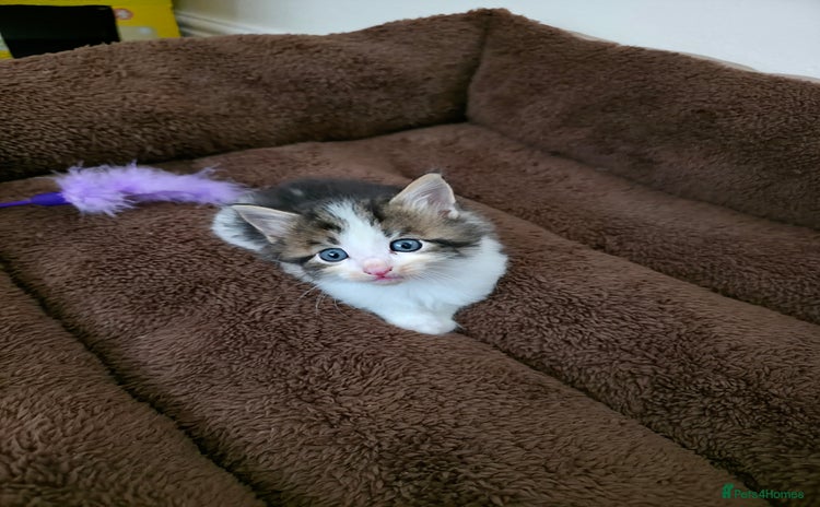 Mixed Breed cats - Advert 13