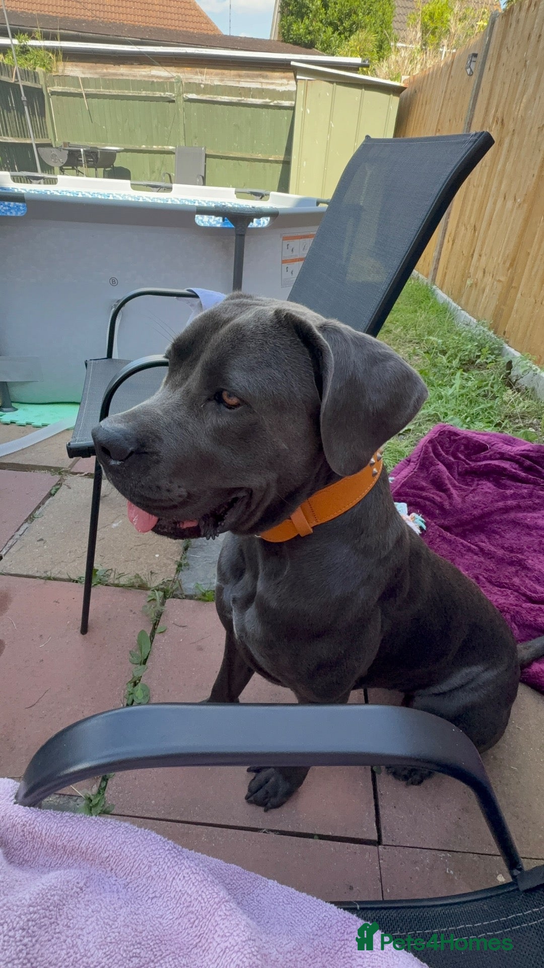 Cane Corso dogs Cane corso Female - Advert 1
