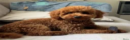 Cavapoo dogs for sale: Waiting List Open-Deep Fox Red Cavapoos - 27th Aug - Advert 5
