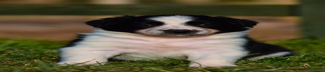 Sprollie Puppy 5