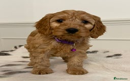 Cockapoo dogs for sale: Adorable F1 Cockapoo Puppies  - Image 16