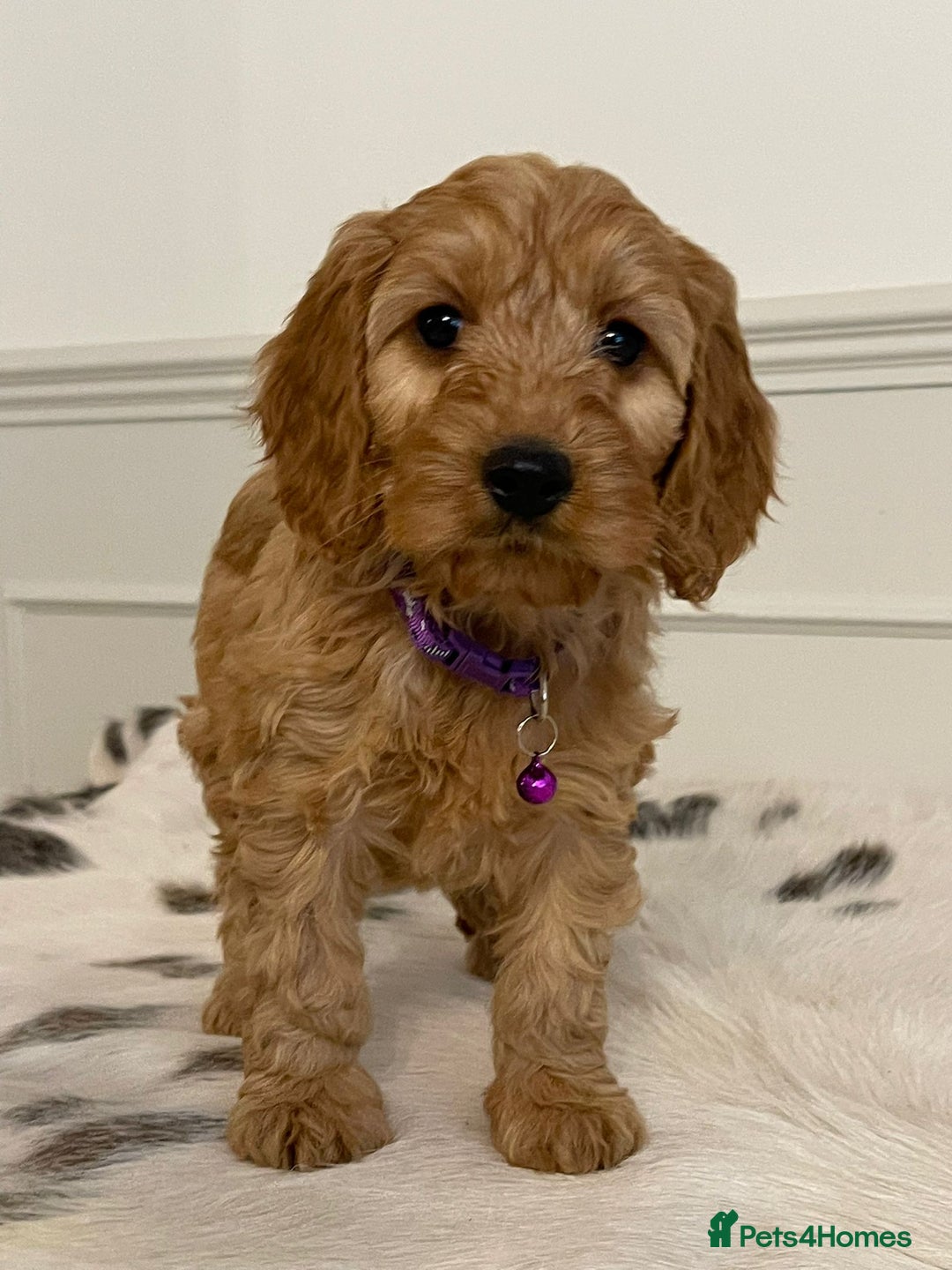 Cockapoo dogs for sale: Adorable F1 Cockapoo Puppies  - Image 16