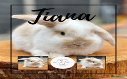 Mini Lop rabbits for sale: Mini lop bunnies looking for forever homes - Image 7
