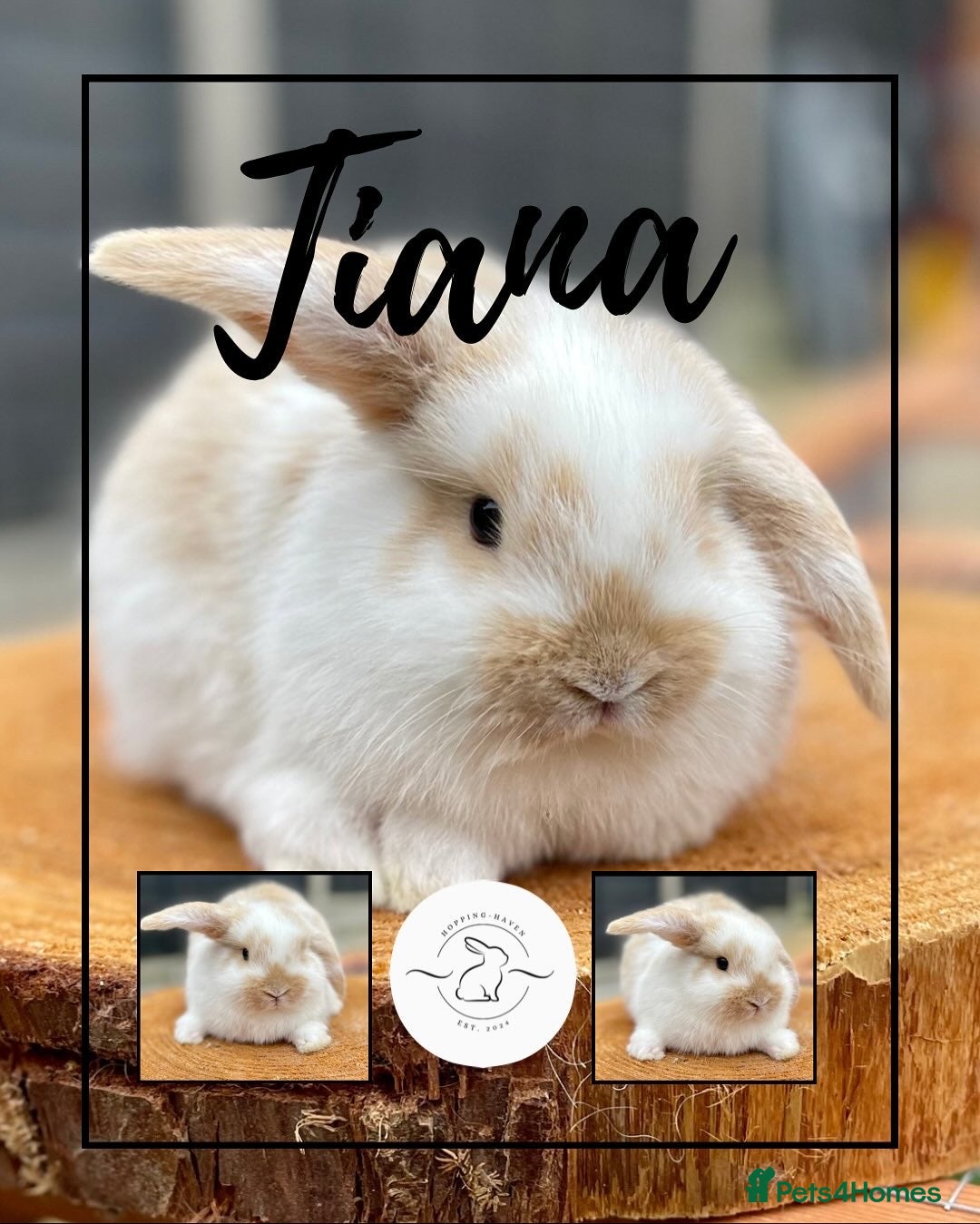 Mini Lop rabbits for sale: Mini lop bunnies looking for forever homes - Image 7