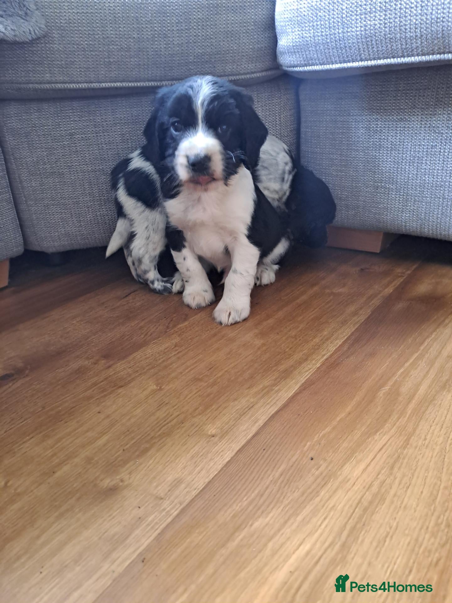 Sprocker dogs F1 Sprocker puppies FCh in both parent's line - Advert 2