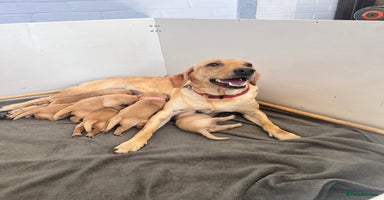 Labrador Retriever dogs - Advert 10
