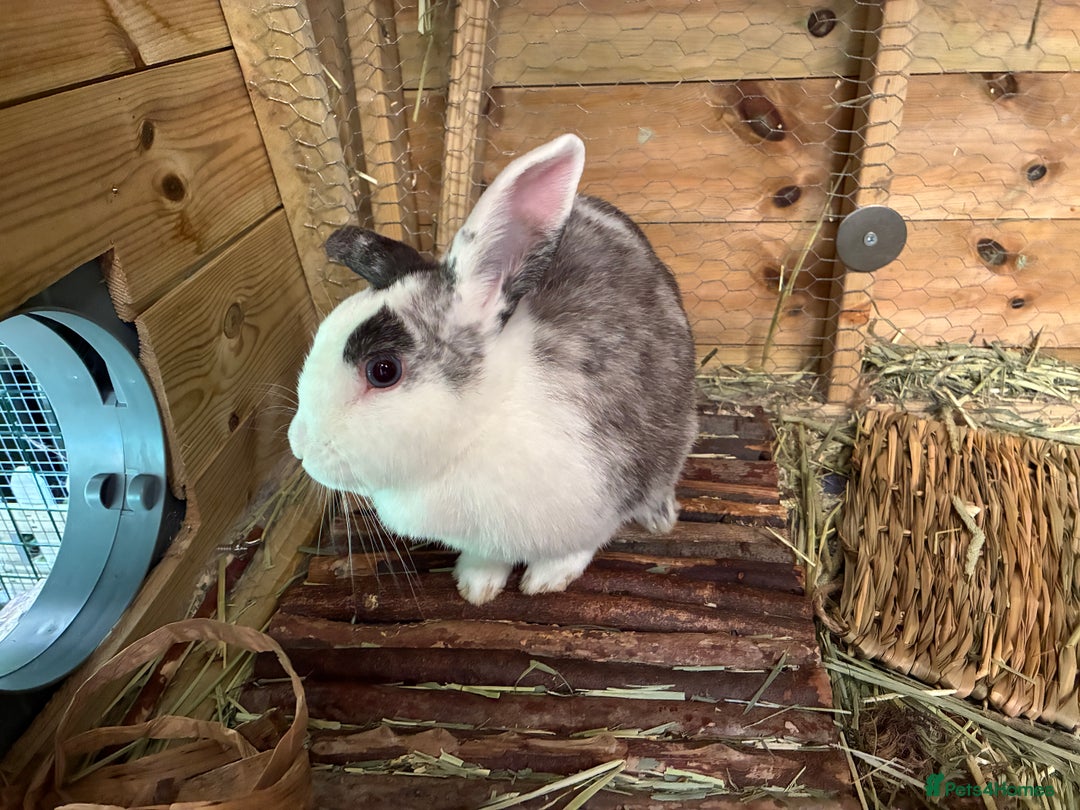 Mixed Breed rabbits for sale: Sweet Muffin - Image 1