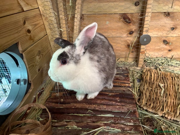 Mixed Breed rabbits - Advert 6