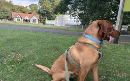Labrador Retriever dogs for stud: Waffle doggy  - Image 3