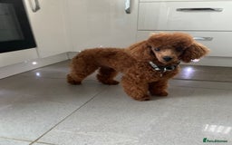 Cockapoo dogs for sale: Stunning Toy cockapoo puppies  - Image 13