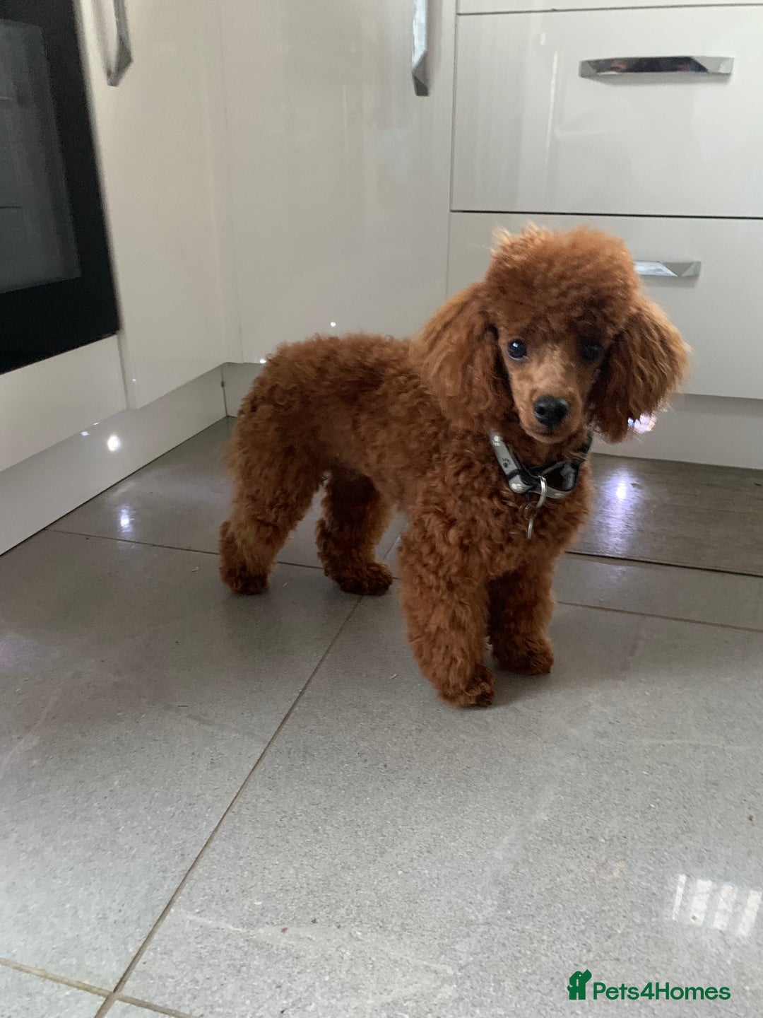Cockapoo dogs for sale: Stunning Toy cockapoo puppies  - Image 13