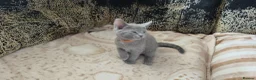 Russian Blue cats for sale: Ready Now TICA full pedigree RUSSIAN BLUE kittens  - Advert 7