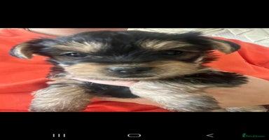 Yorkshire Terrier dogs - Advert 16