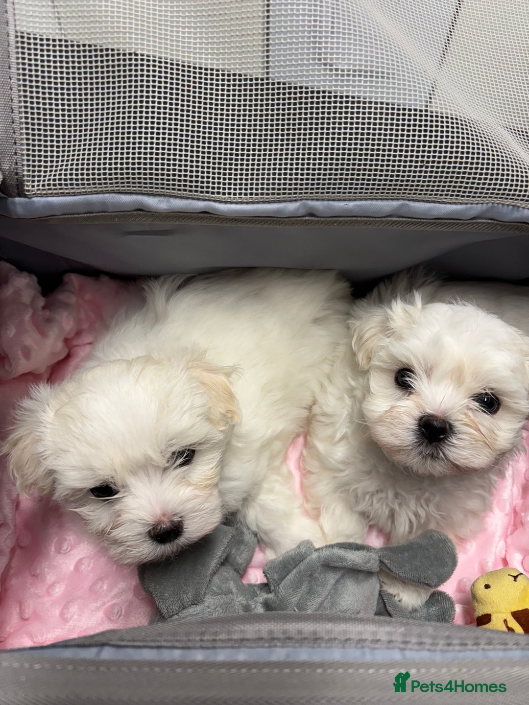 Maltese dogs for sale: ✨Adorable Maltese Puppies – Ready now!   ✨ - Advert 15