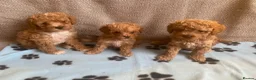 Maltipoo dogs for sale: RARE Tiny F1B Asian maltipoo puppies - Advert 16