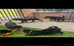 Rottweiler dogs for sale: Beautiful chunky Rottweiler pups in Belfast - Image 3