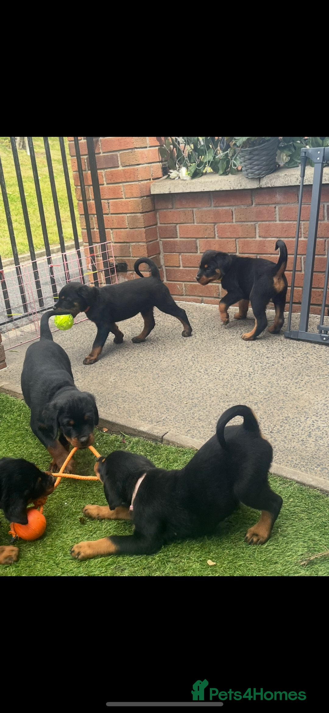Rottweiler dogs for sale: Beautiful chunky Rottweiler pups in Belfast - Image 3