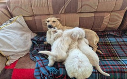 Jackapoo dogs for sale: jackapoo puppies - Image 2