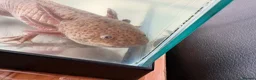 Axolotl reptiles for sale: 1 male 1 female axolotls in Skelmersdale - Advert 2