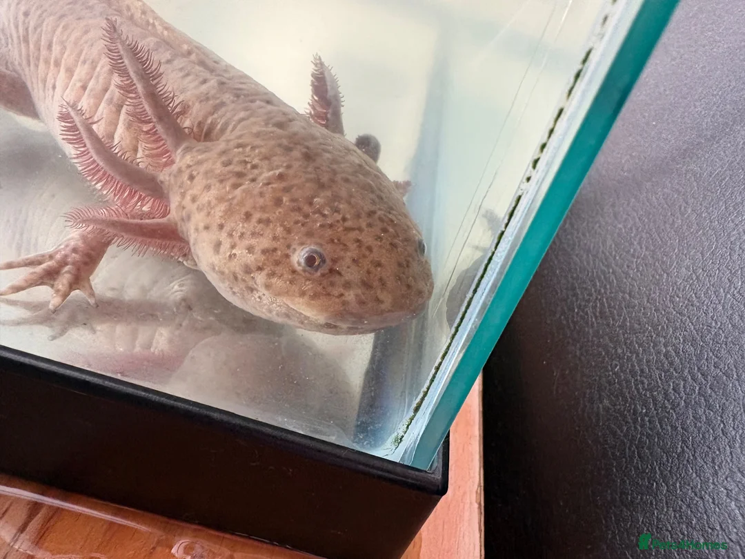 Axolotl reptiles for sale: 1 male 1 female axolotls in Skelmersdale - Advert 2