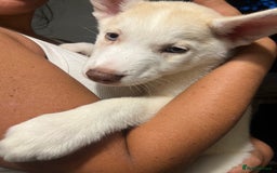 Siberian Husky dogs for sale: Beautiful Siberian Huskies- Last 4 Reduced!! - Image 11