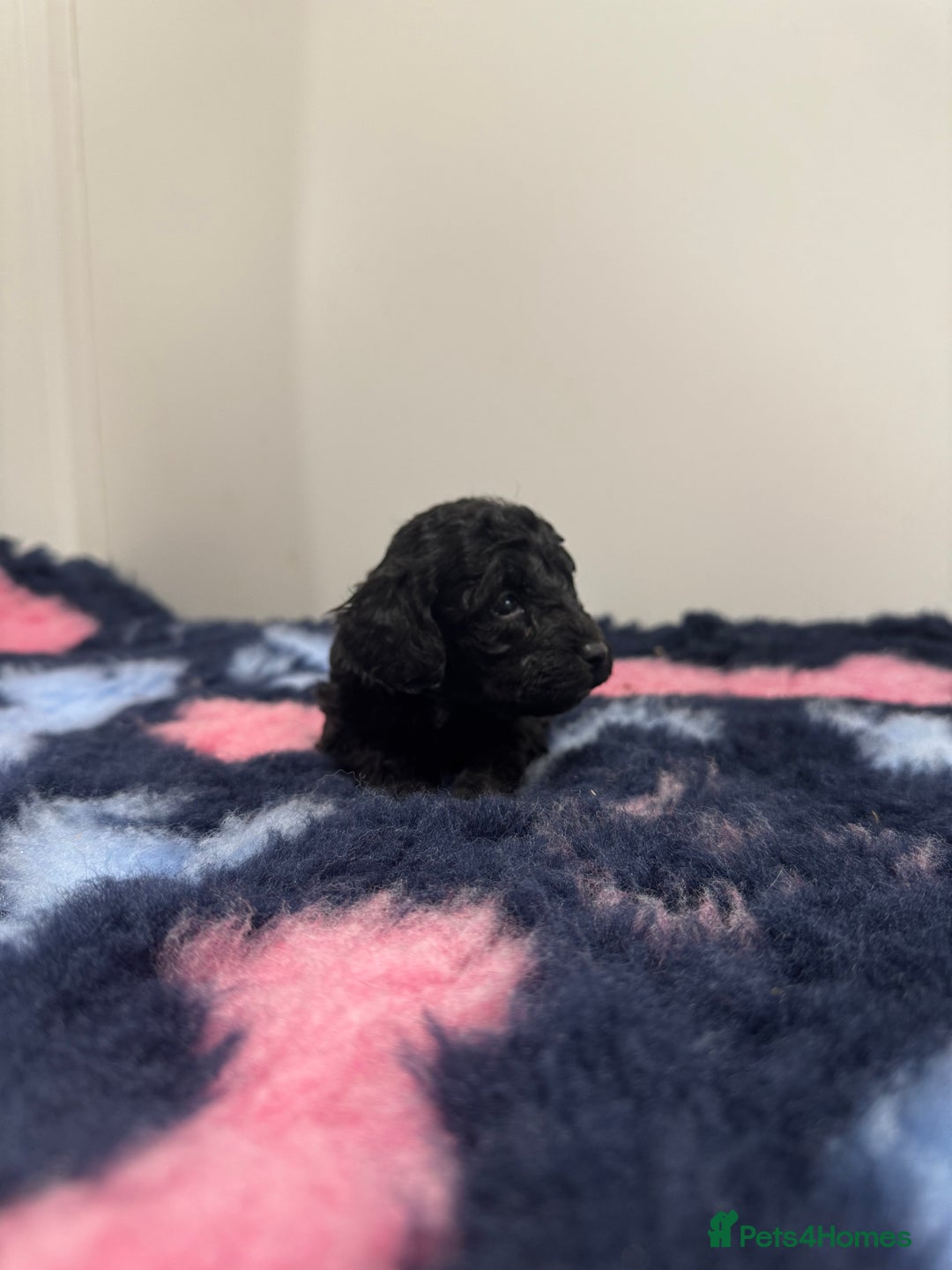 Cavapoo dogs for sale: 7 beautiful cavapoos  - Image 7