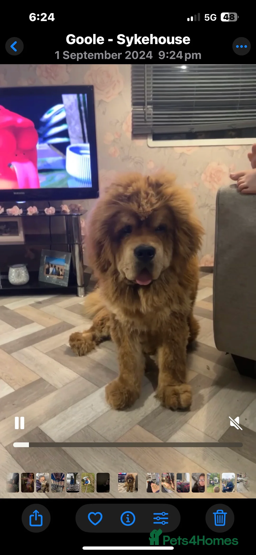 Tibetan Mastiff dogs for sale: Male Tibetan mastiff puppy  - Advert 2