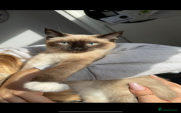 Siamese cats for sale: ASAP - Beautiful Siamese to go to a quiet home  - Image 3