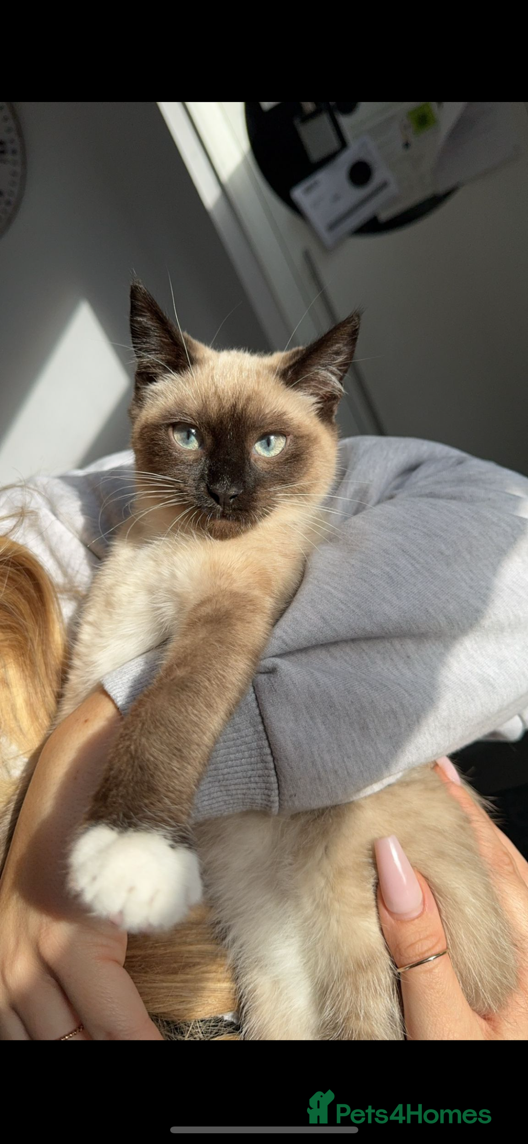 Siamese cats for sale: ASAP - Beautiful Siamese to go to a quiet home  - Image 3