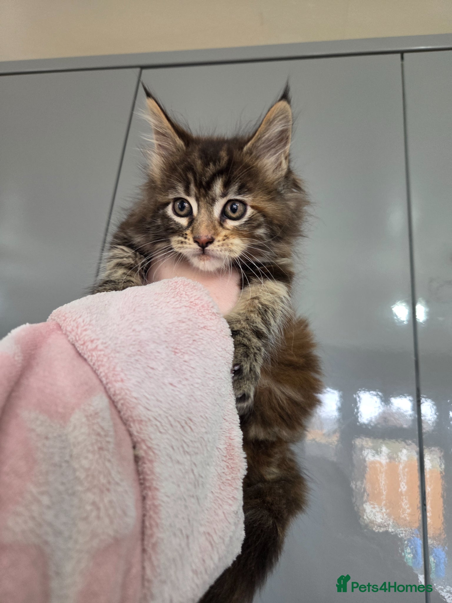 Maine Coon cats Maine Coon Kitten For Sale  - Advert 1
