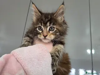 Maine Coon cats Maine Coon Kitten For Sale - Advert 1