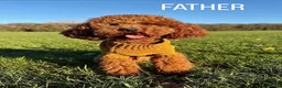 Toy Poodle dogs for sale: Absolutely gorgeous puppies 🐶  - Advert 5
