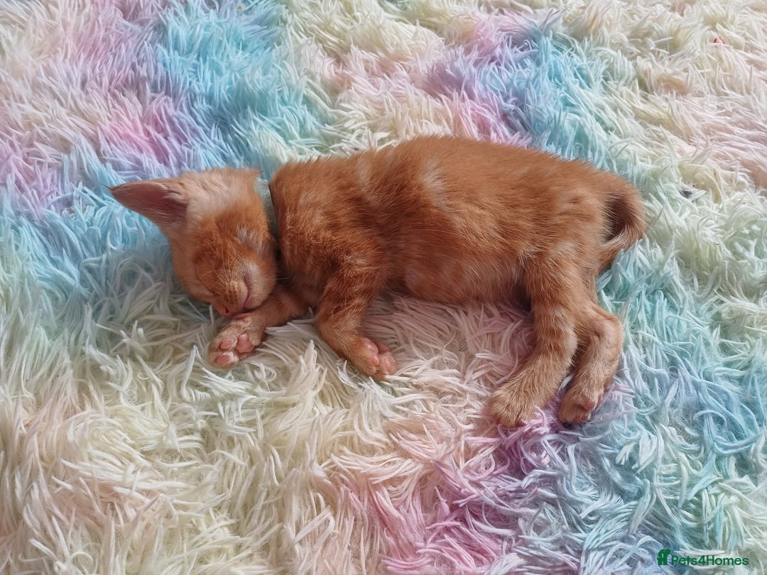 Maine Coon cats for sale: 5 chunky male, 1 female maine coon - Image 9
