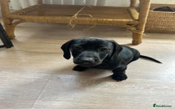 Miniature Dachshund dogs for sale: 3X Male Miniature Dachshunds- READY TO GO - Image 32
