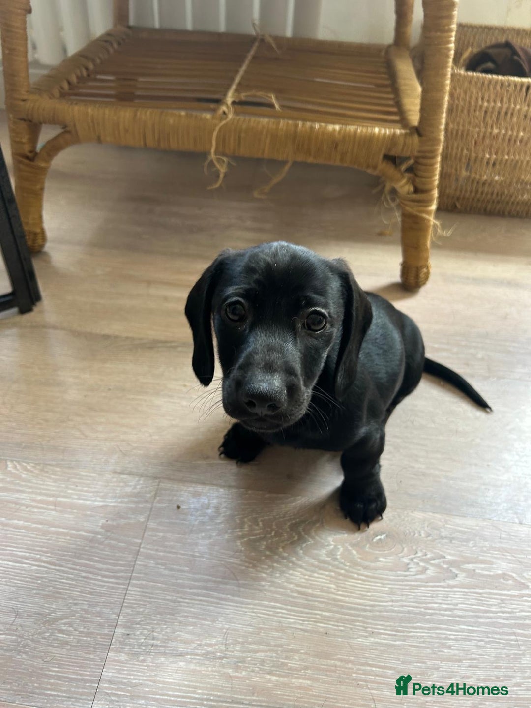 Miniature Dachshund dogs for sale: 3X Male Miniature Dachshunds- READY TO GO - Image 32