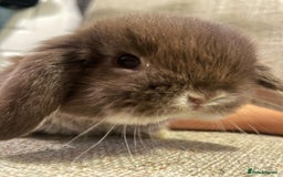 Mini Lop rabbits for sale: Healthy lovely bunny  - Advert 2