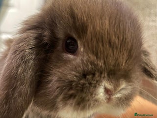 Mini Lop rabbits - Advert 17