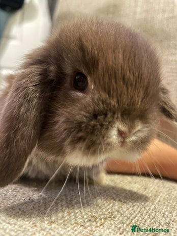 Mini Lop rabbits - Advert 17
