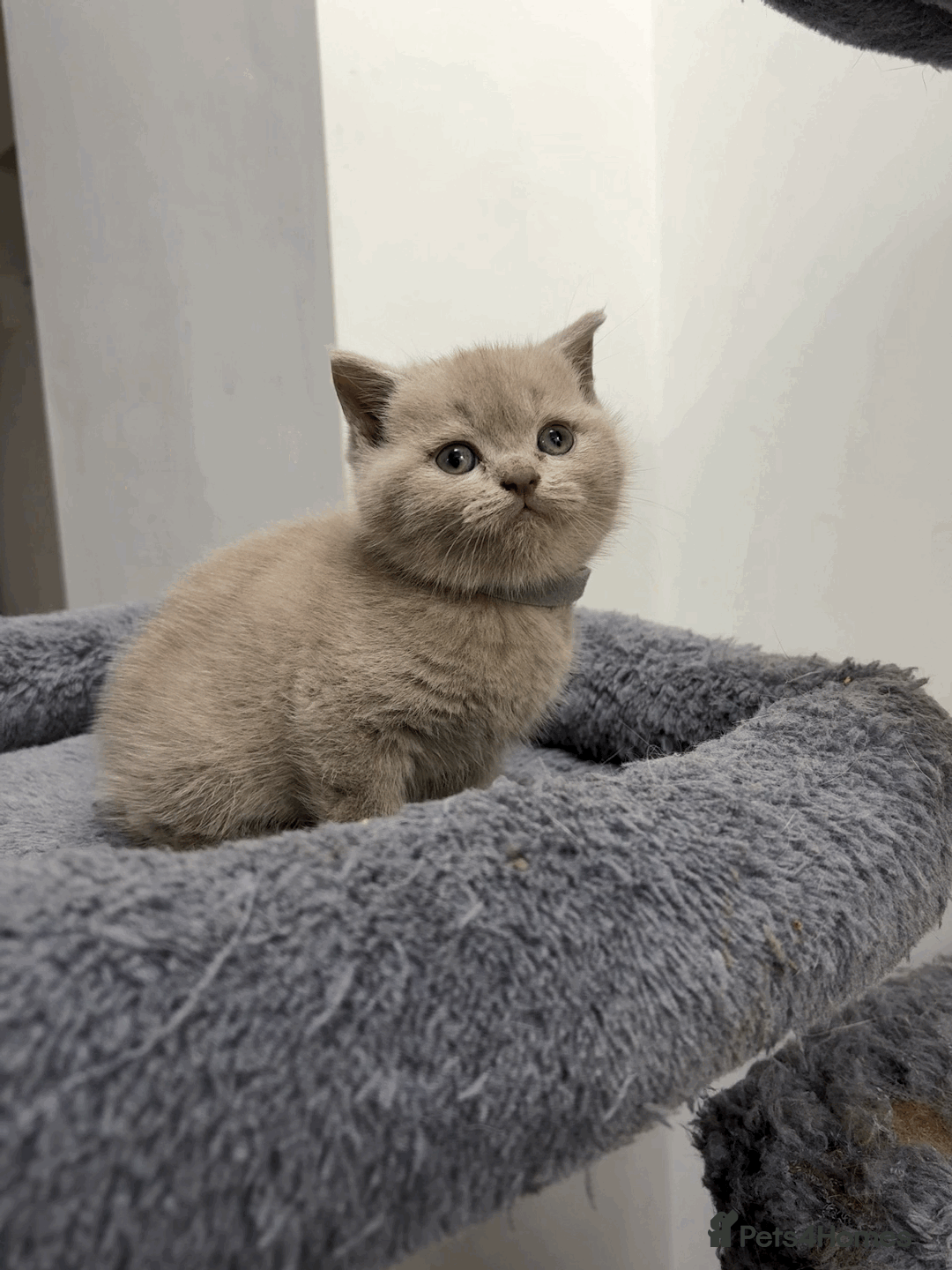 British Shorthair cats for sale: ❤️Beautiful British Shorthair For Sale❤️ - Advert 6