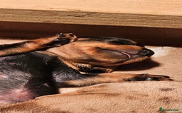 Miniature Dachshund dogs for sale: Miniature Daschund Puppies - Advert 2